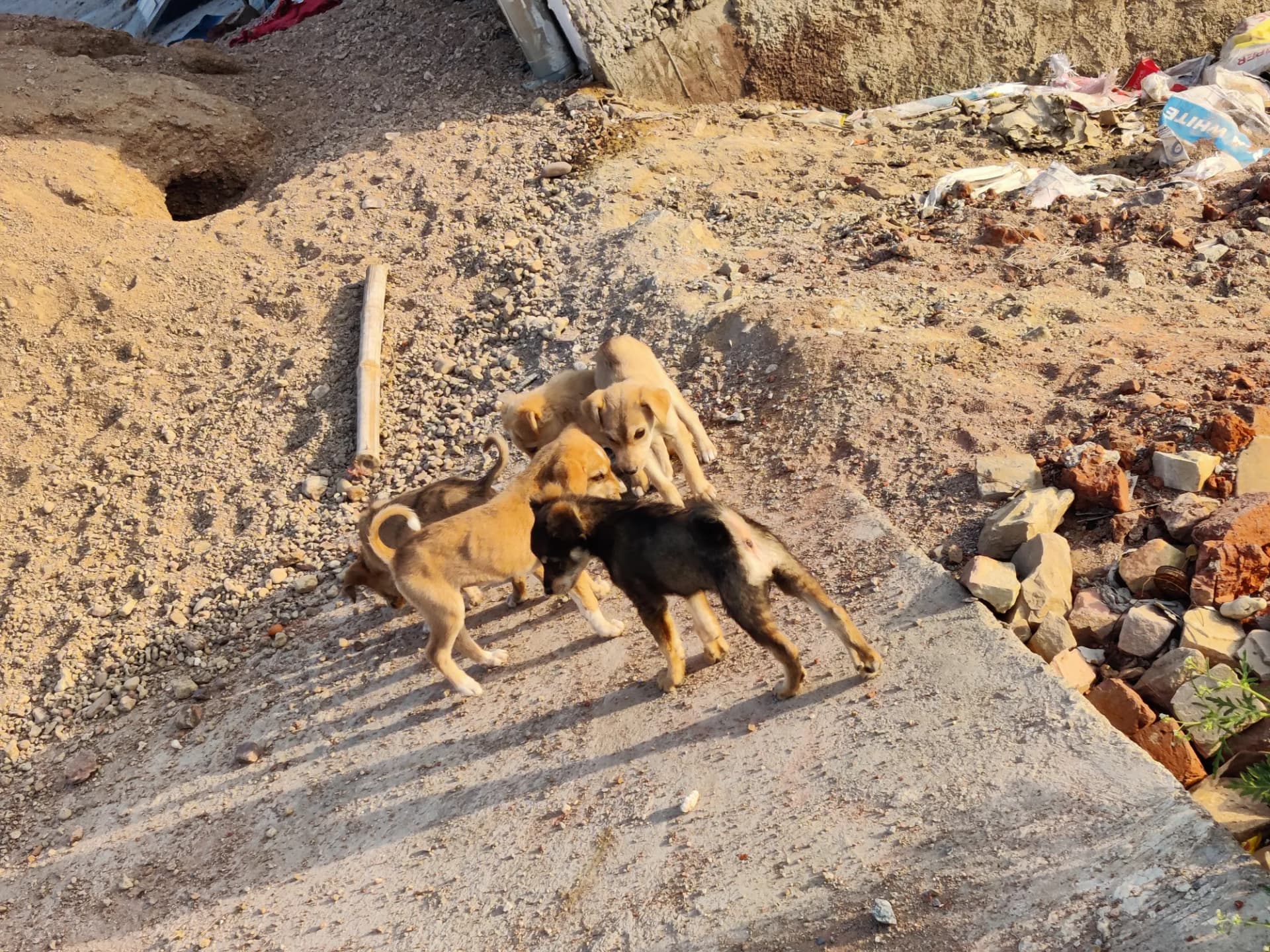 Dogs playing in the morning sun
