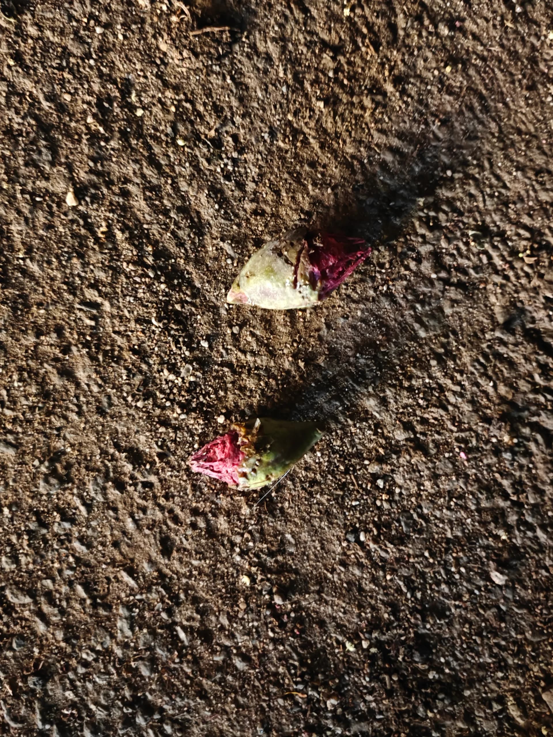 Fallen petals resting on dark earth