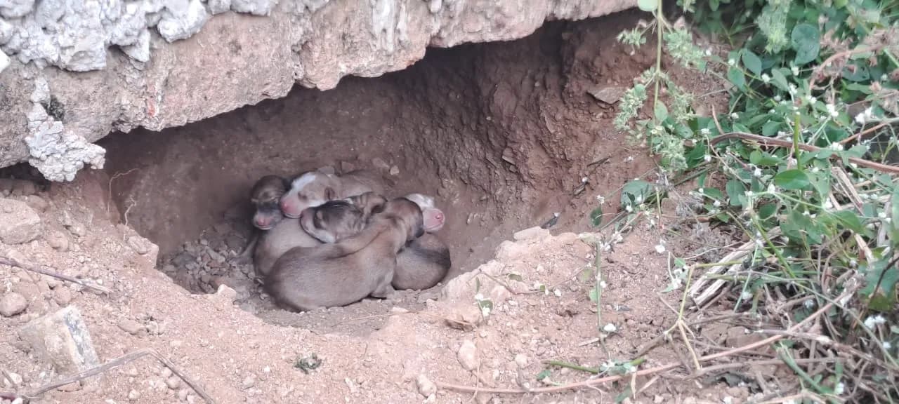Newborn puppies huddled in their burrow