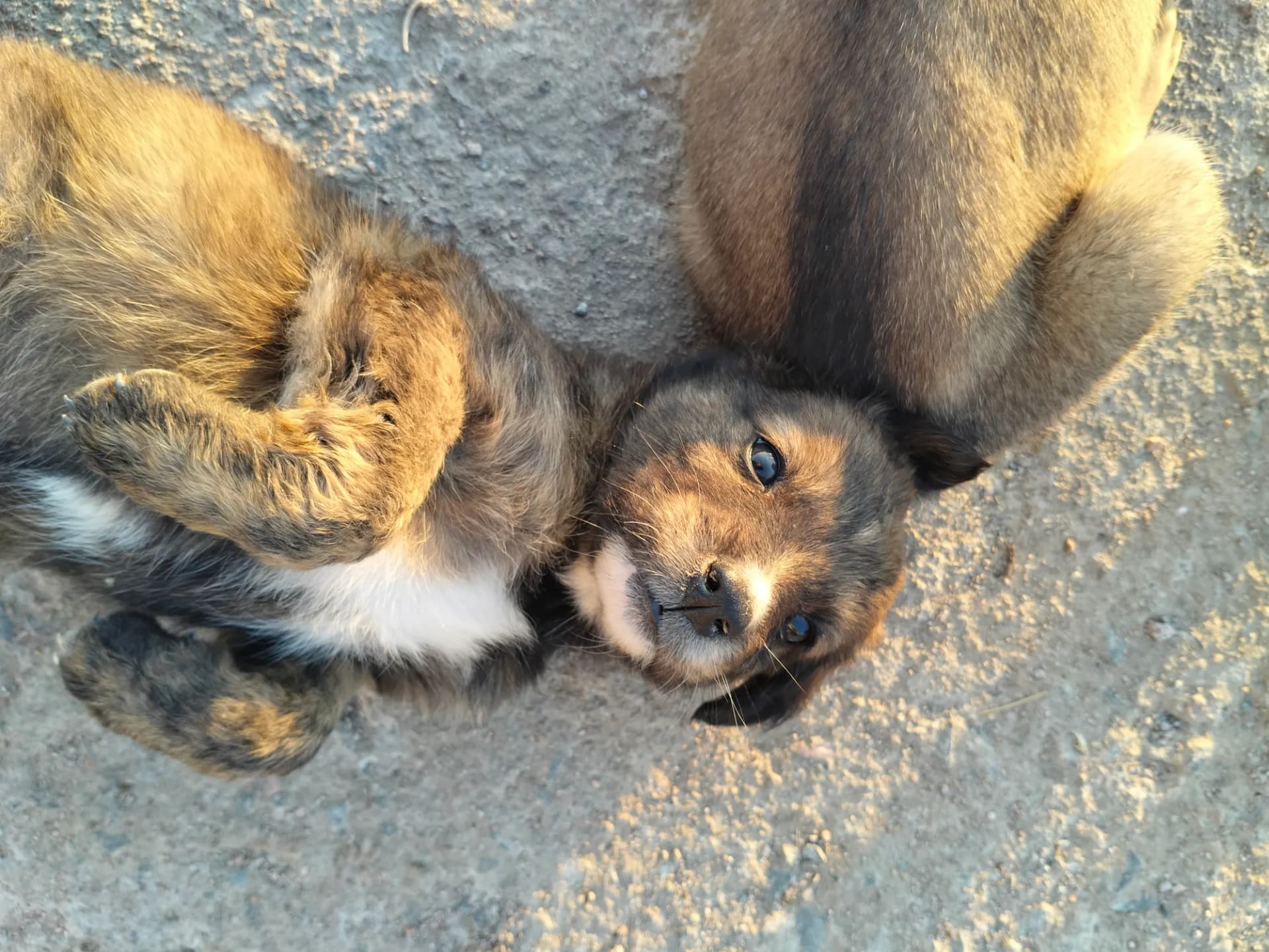 Puppy looking up playfully
