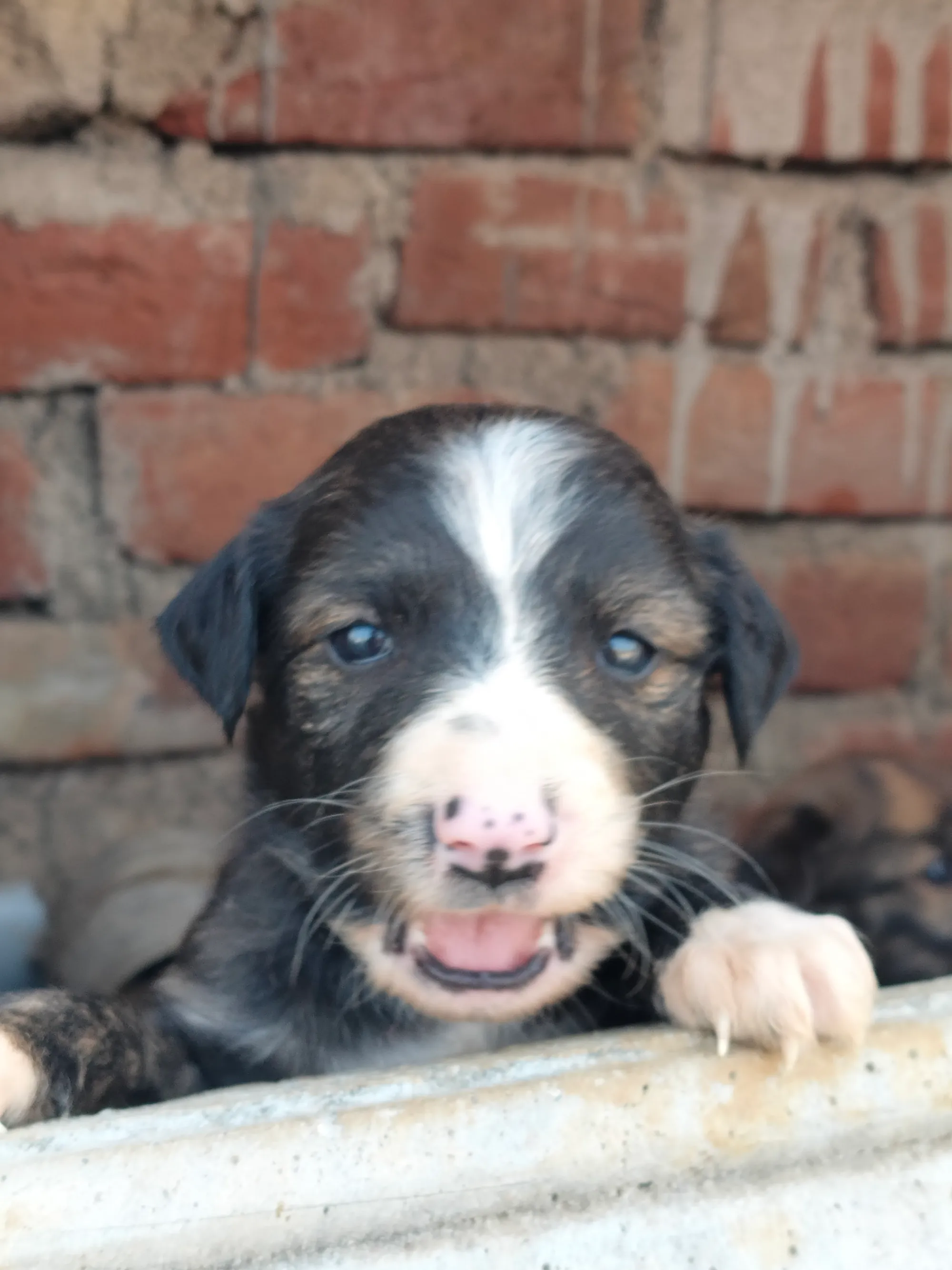 Puppy peeking over a brick ledge