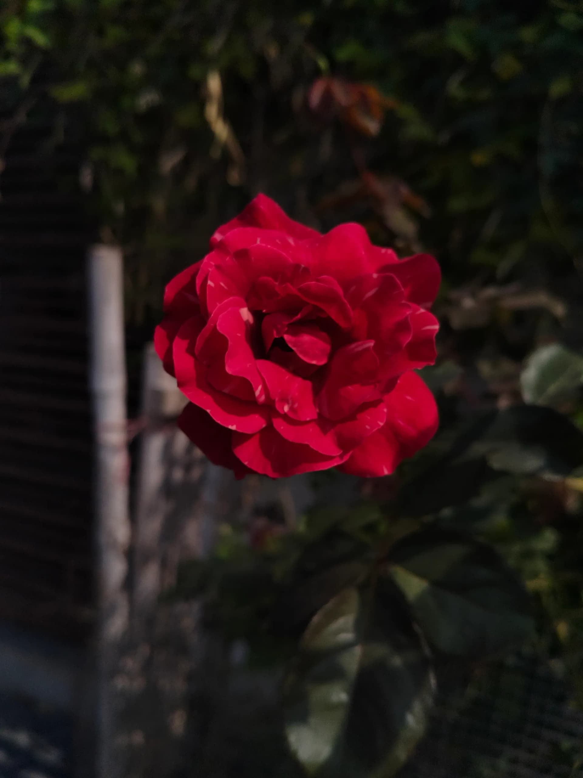 Red rose blooming in the garden