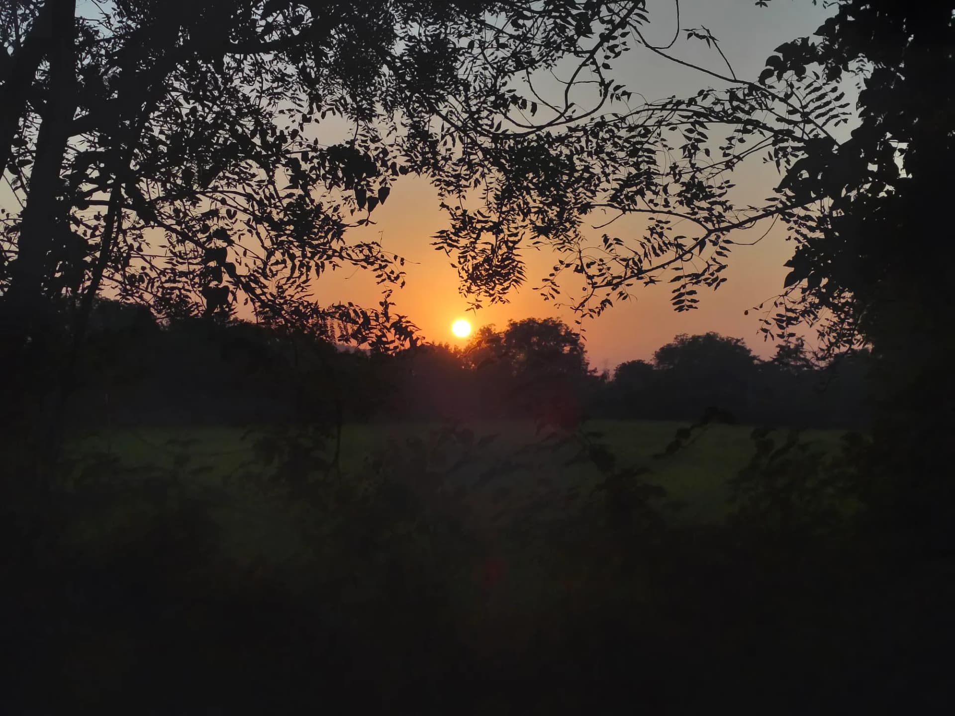 Sunset framed by tree branches