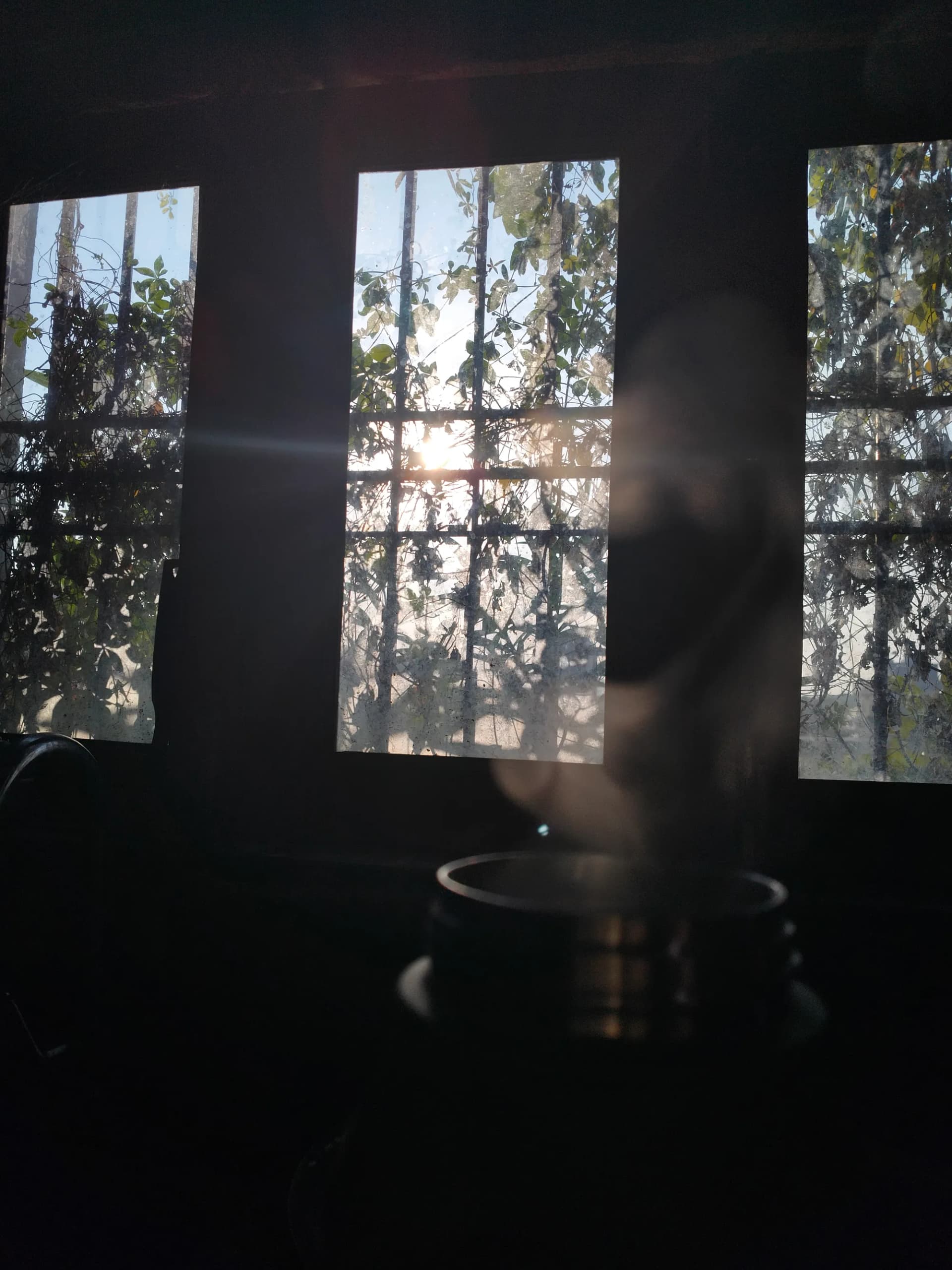Sunlight through vine-covered window